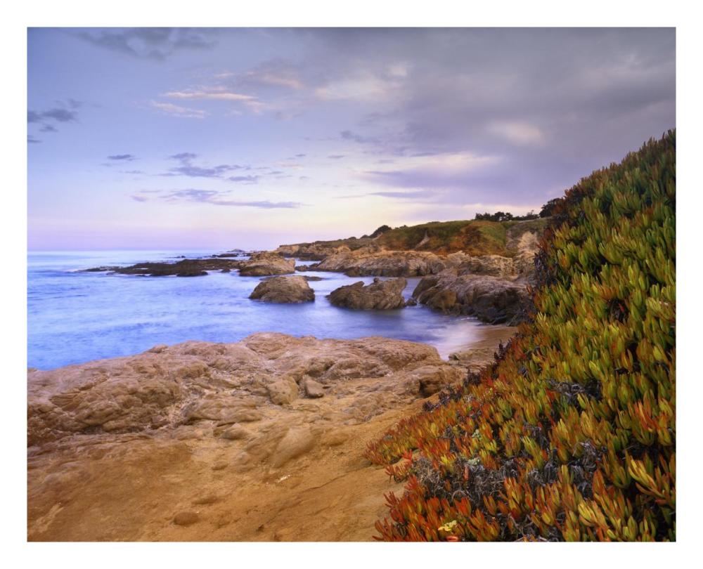 Ice Plant growing on cliffs at Bean Hollow Beach, California-Paper Art-26"x22"