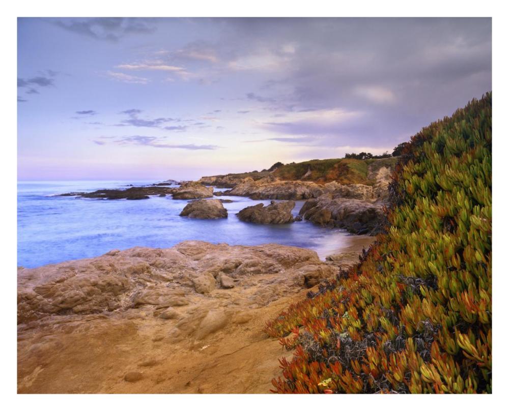 Ice Plant growing on cliffs at Bean Hollow Beach, California-Paper Art-30"x24"
