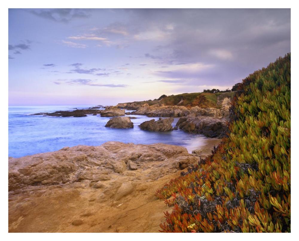 Ice Plant growing on cliffs at Bean Hollow Beach, California-Paper Art-37"x30"