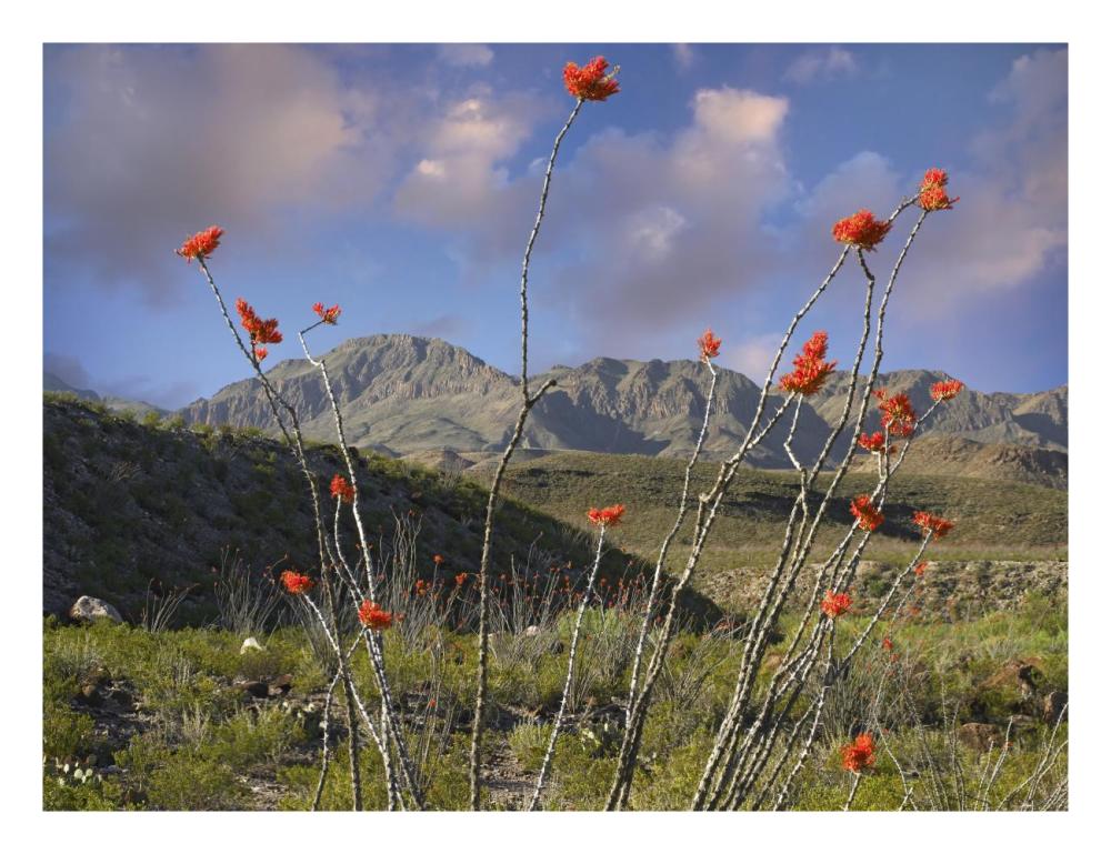 Ocotillo Big Bend Ranch State Park, Chihuahuan Desert, Texas-Paper Art-26"x20"