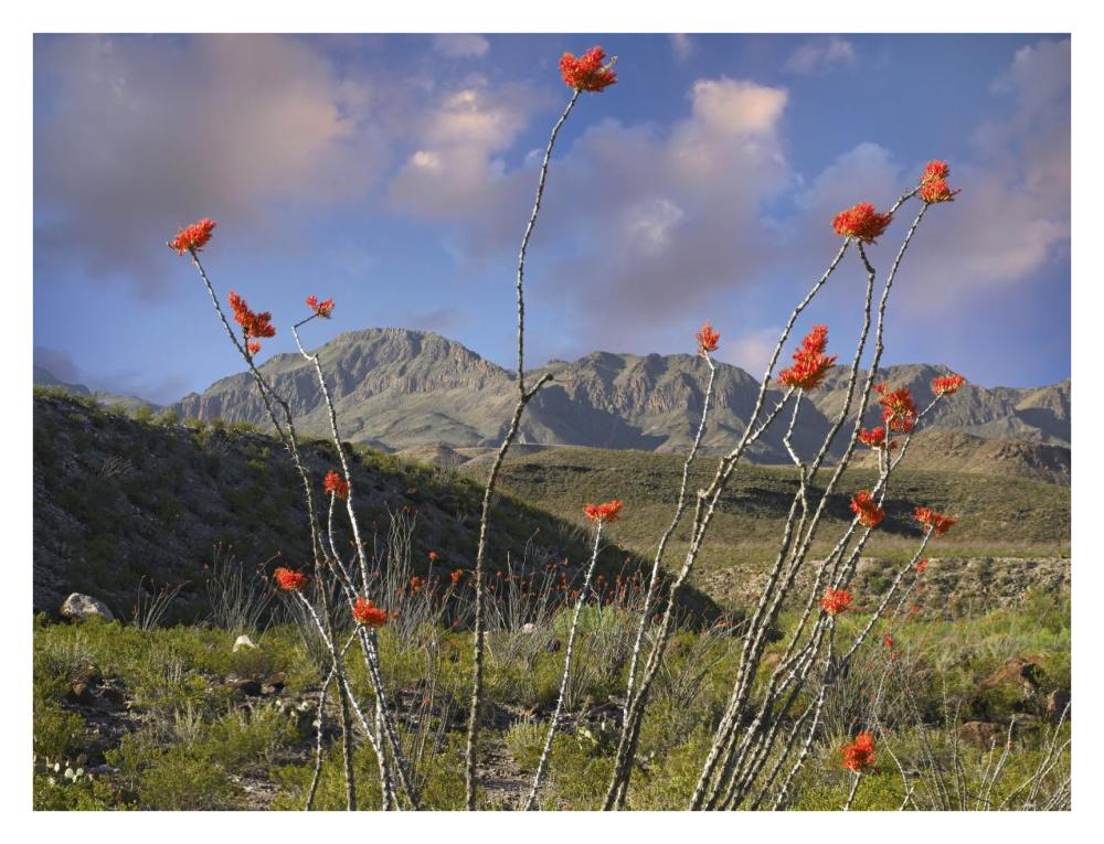 Ocotillo Big Bend Ranch State Park, Chihuahuan Desert, Texas-Paper Art-34"x26"