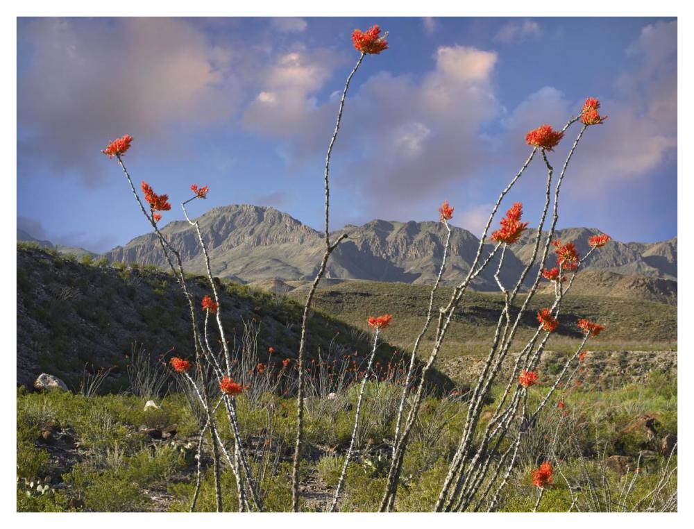 Ocotillo Big Bend Ranch State Park, Chihuahuan Desert, Texas-Paper Art-42"x32"