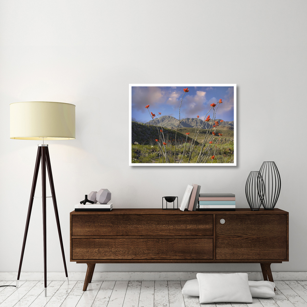 Ocotillo Big Bend Ranch State Park, Chihuahuan Desert, Texas-Paper Art-42&quotx32"