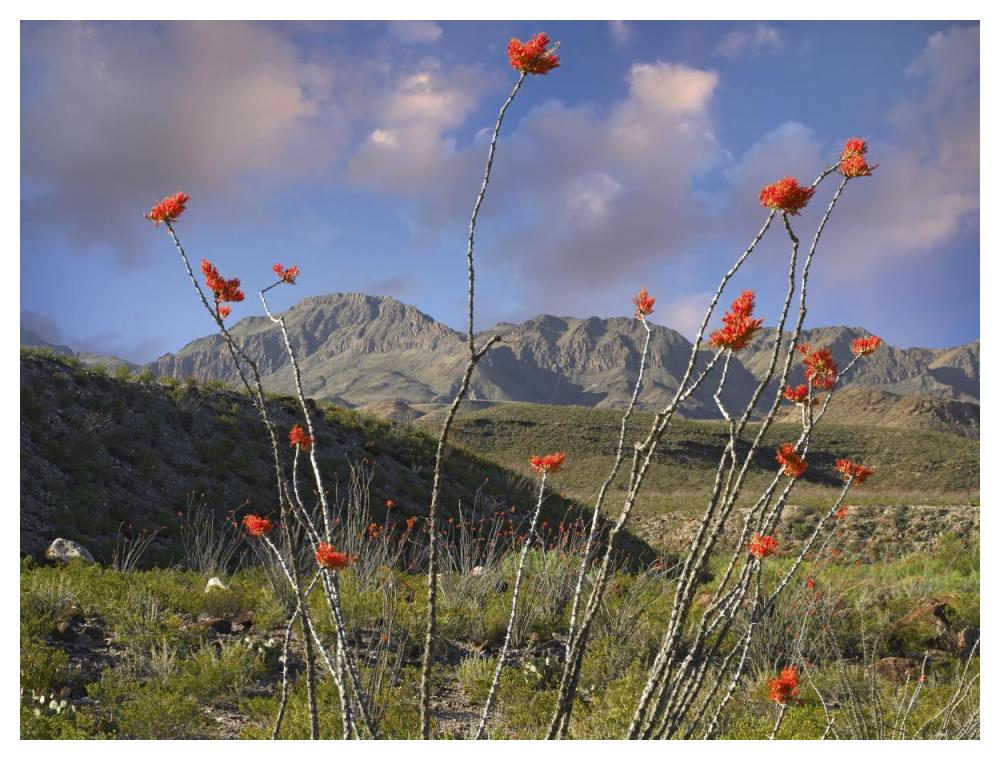 Ocotillo Big Bend Ranch State Park, Chihuahuan Desert, Texas-Paper Art-50"x38"