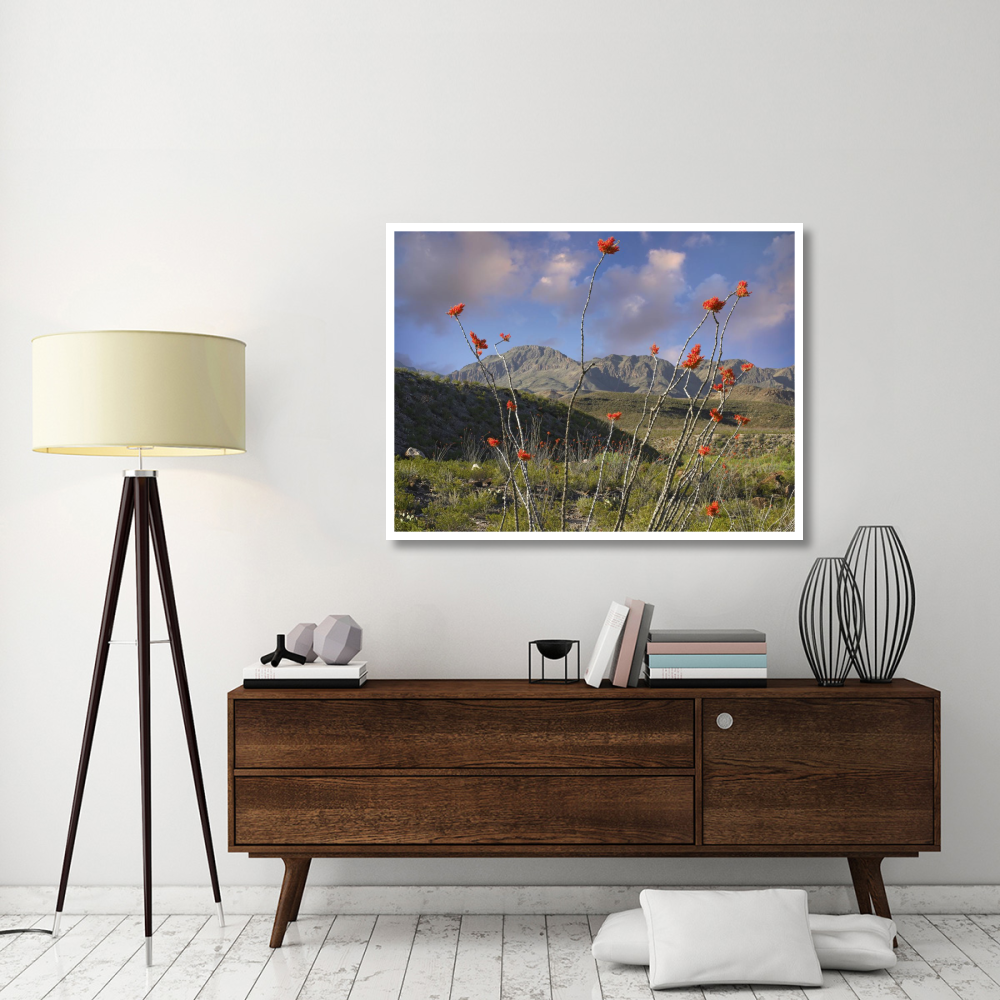 Ocotillo Big Bend Ranch State Park, Chihuahuan Desert, Texas-Paper Art-50&quotx38"