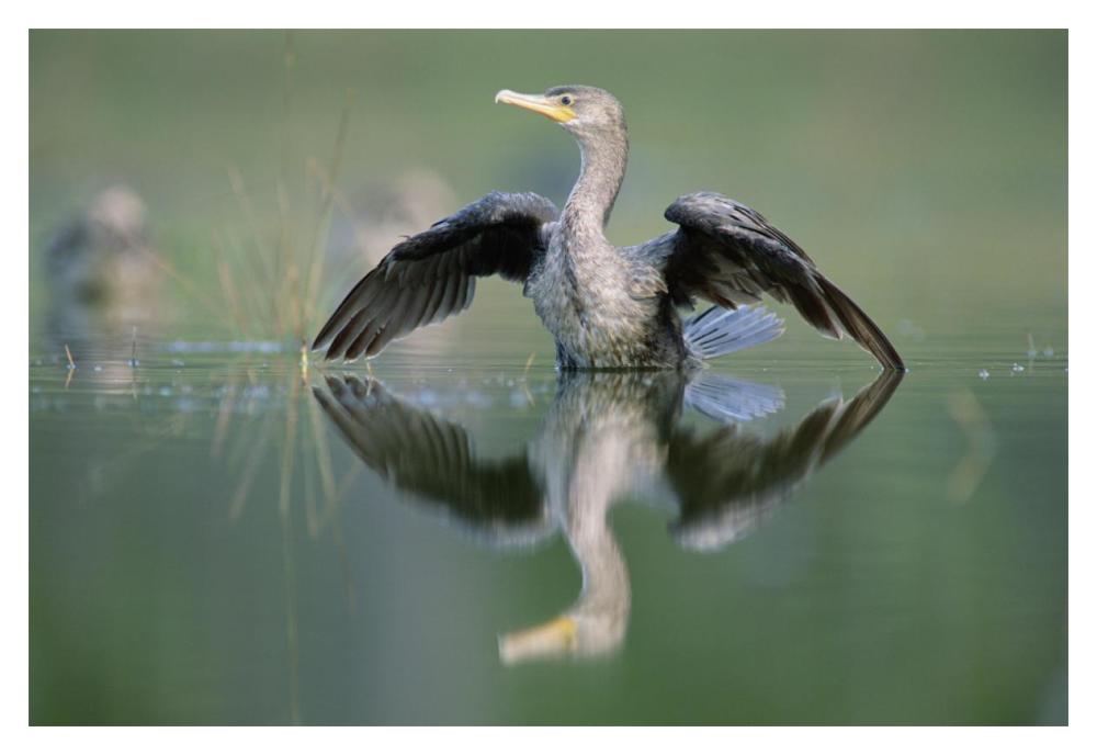 Double-crested Cormorant stretching its wings, North America-Paper Art-20"x14"