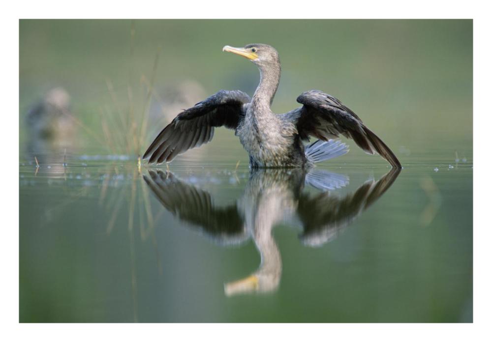 Double-crested Cormorant stretching its wings, North America-Paper Art-26"x18"