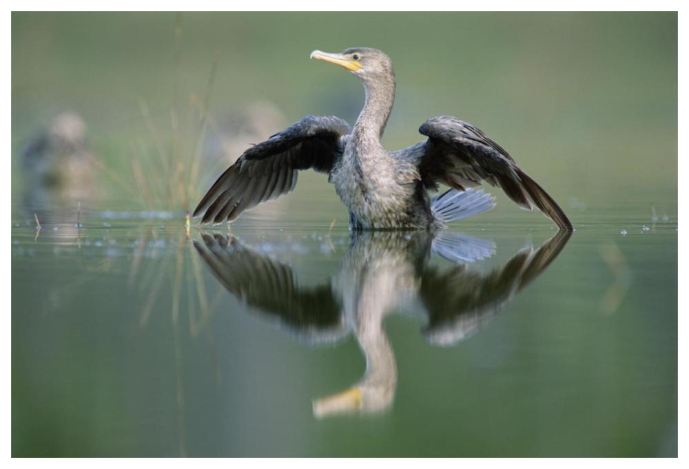 Double-crested Cormorant stretching its wings, North America-Paper Art-62"x42"