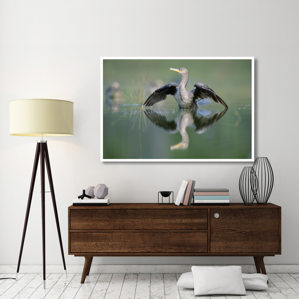 Double-crested Cormorant stretching its wings, North America-Paper Art-62&quotx42"