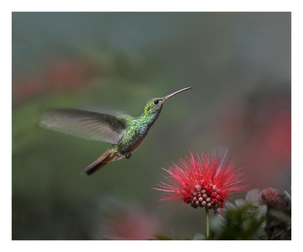 Rufous-tailed Hummingbird at Fairy Duster flower, Costa Rica-Paper Art-26"x22"