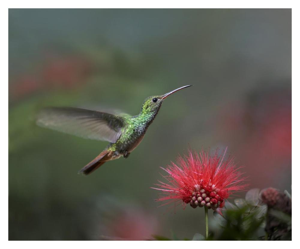 Rufous-tailed Hummingbird at Fairy Duster flower, Costa Rica-Paper Art-37"x30"
