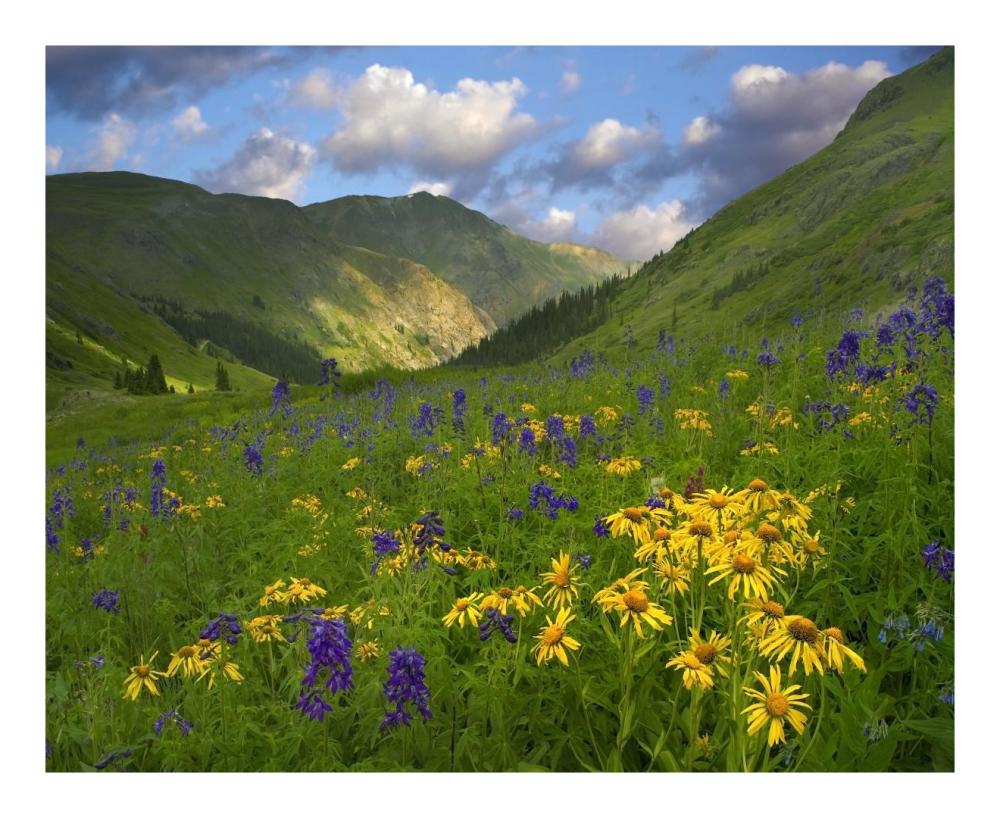 Orange Sneezeweed and Delphinium in American Basin, Colorado-Paper Art-22"x18"