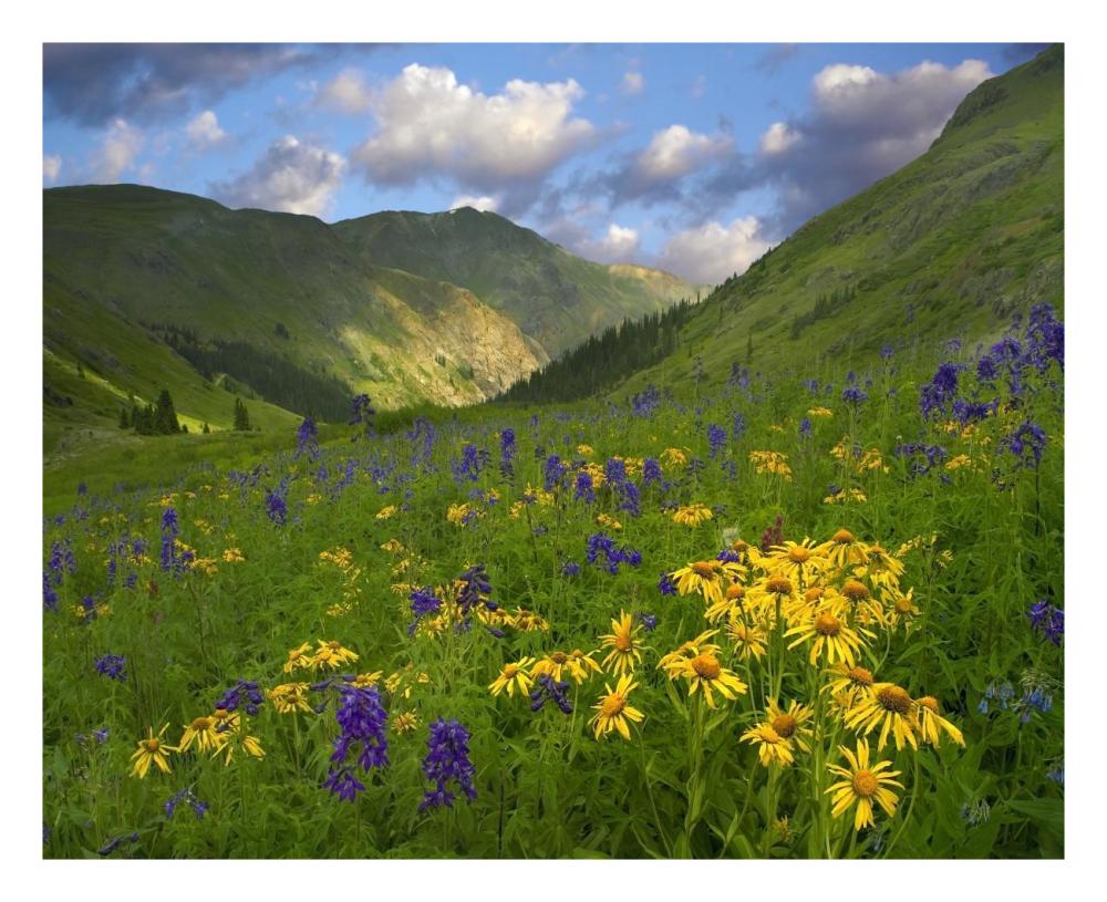Orange Sneezeweed and Delphinium in American Basin, Colorado-Paper Art-26"x22"