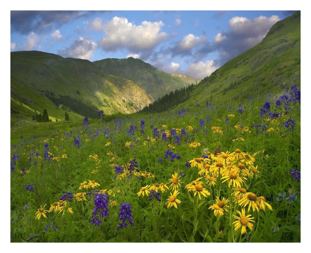 Orange Sneezeweed and Delphinium in American Basin, Colorado-Paper Art-30"x24"