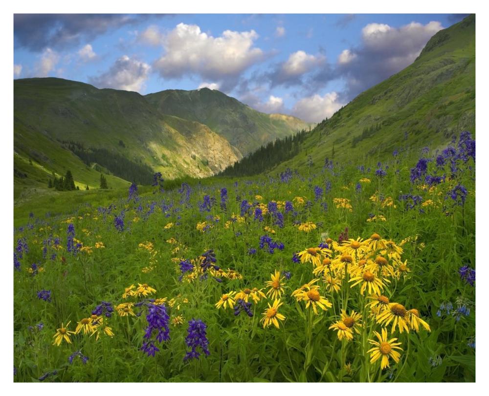 Orange Sneezeweed and Delphinium in American Basin, Colorado-Paper Art-37"x30"