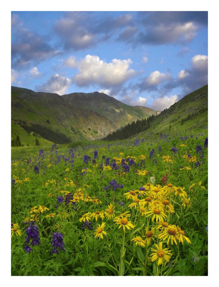 Orange Sneezeweed and Delphinium in American Basin, Colorado-Paper Art-20"x26"