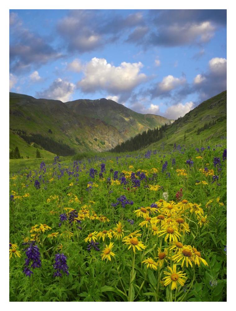 Orange Sneezeweed and Delphinium in American Basin, Colorado-Paper Art-26"x34"