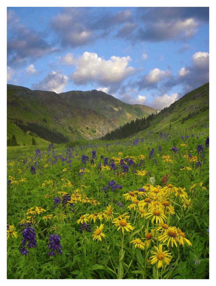 Orange Sneezeweed and Delphinium in American Basin, Colorado-Paper Art-32"x42"