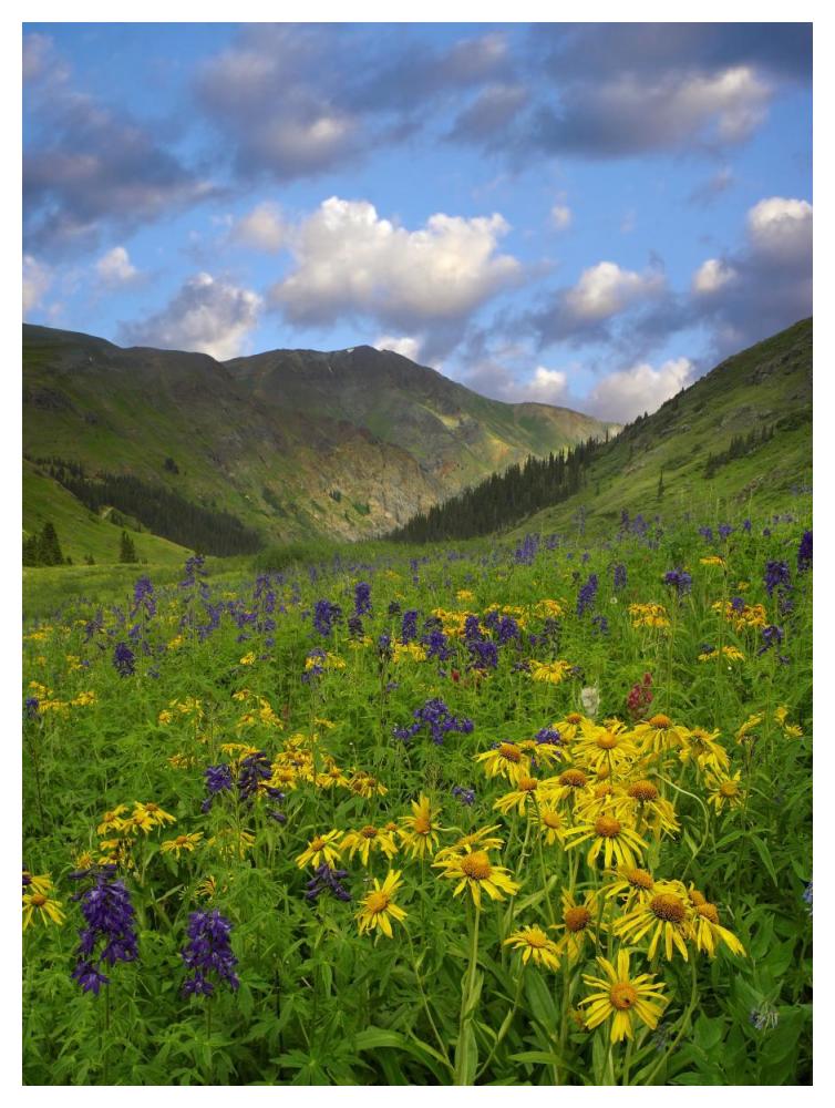 Orange Sneezeweed and Delphinium in American Basin, Colorado-Paper Art-38"x50"