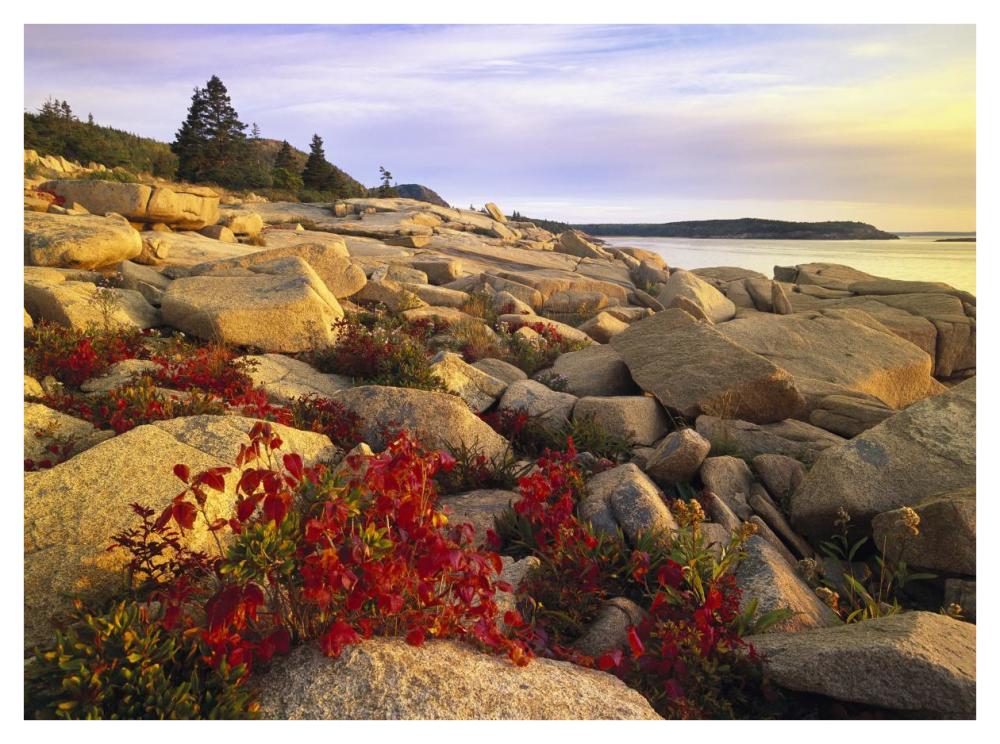 Atlantic coast near Thunder Hole, Acadia National Park, Maine-Paper Art-42"x32"