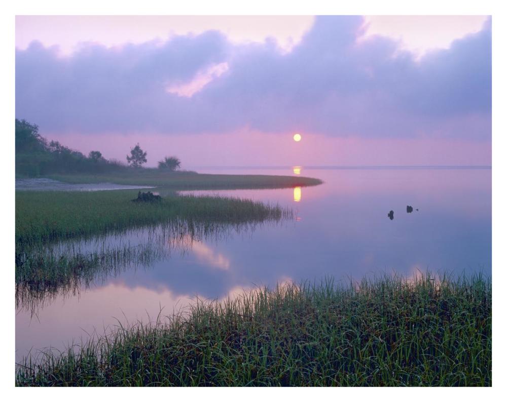Marsh at sunrise over Eagle Bay, St Joseph Peninsula, Florida-Paper Art-34"x26"