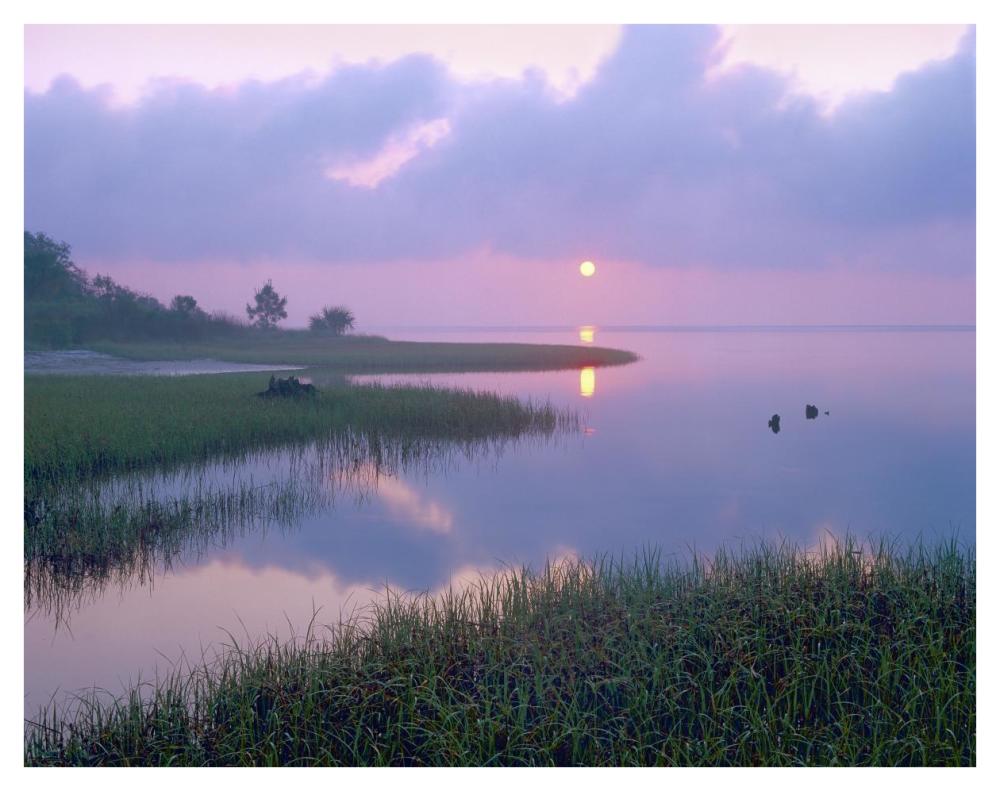 Marsh at sunrise over Eagle Bay, St Joseph Peninsula, Florida-Paper Art-42"x32"