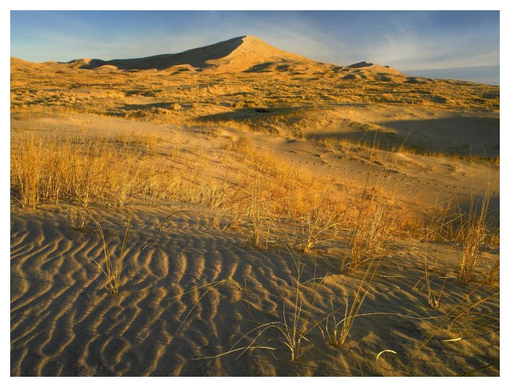 Kelso Dunes and grasses, Mojave National Preserve, California-Paper Art-50"x38"