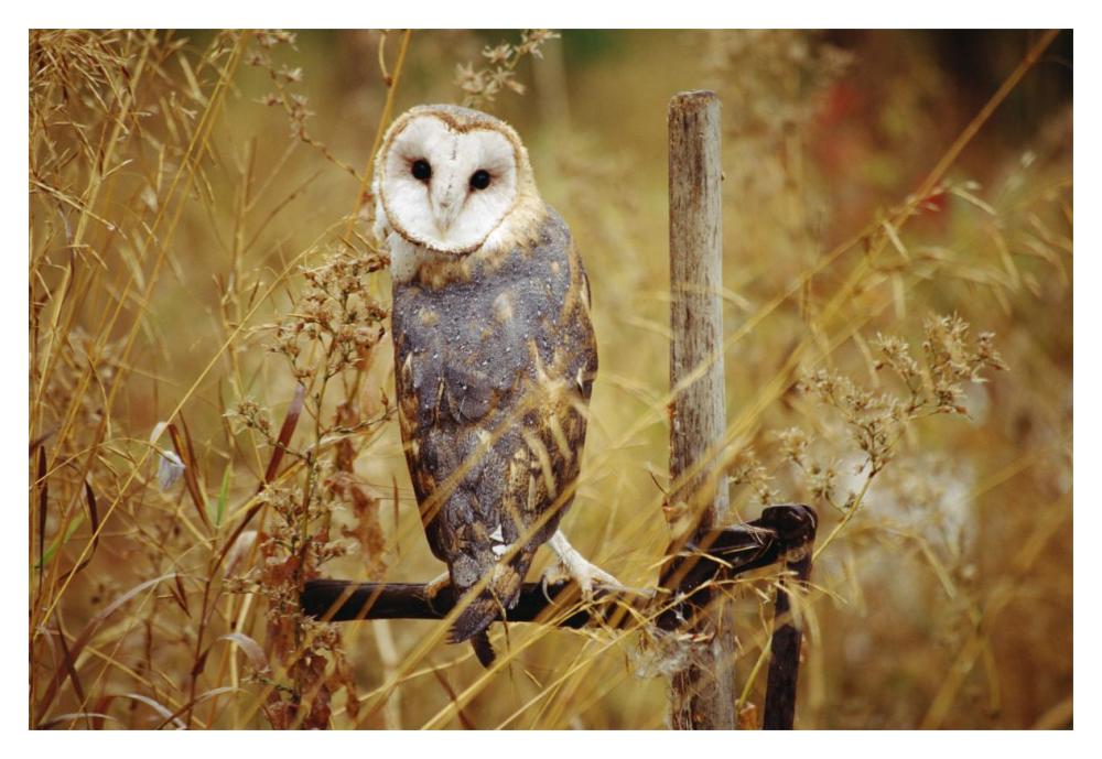 Barn Owl perching among dry grasses, British Columbia, Canada-Paper Art-20"x14"