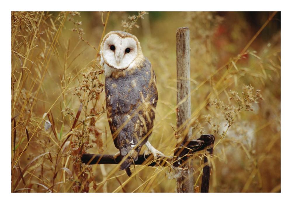 Barn Owl perching among dry grasses, British Columbia, Canada-Paper Art-26"x18"
