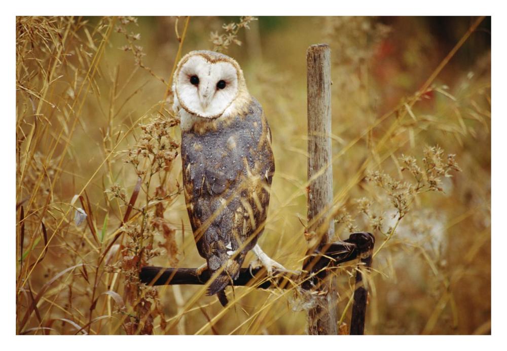 Barn Owl perching among dry grasses, British Columbia, Canada-Paper Art-32"x22"