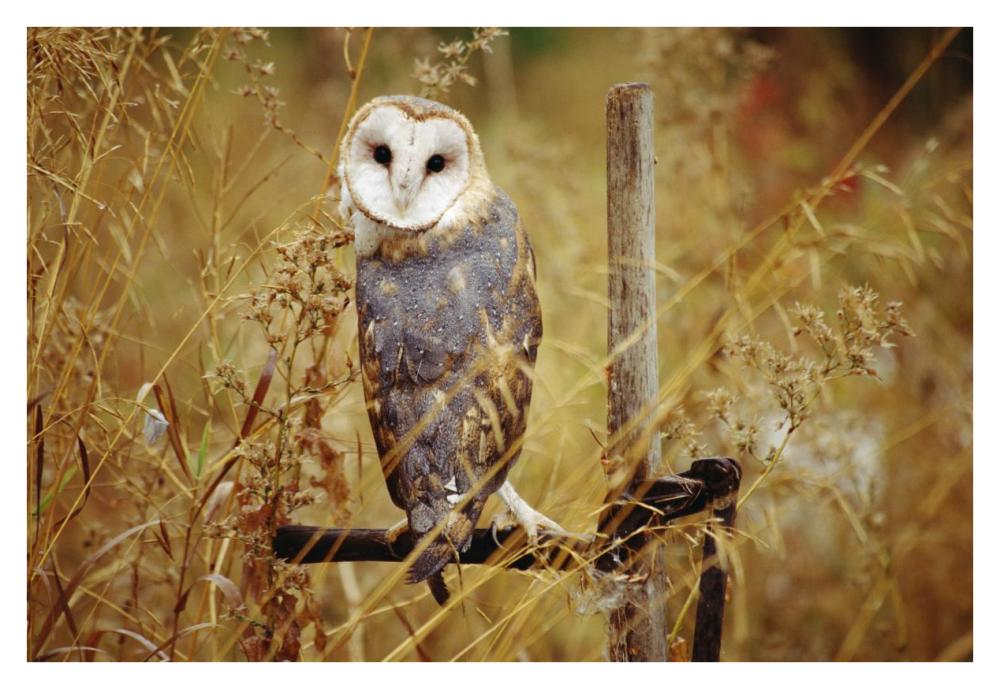 Barn Owl perching among dry grasses, British Columbia, Canada-Paper Art-38"x26"