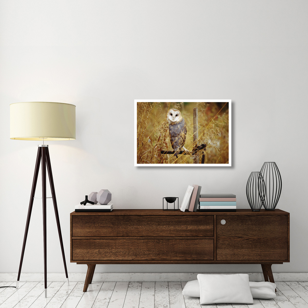 Barn Owl perching among dry grasses, British Columbia, Canada-Paper Art-38&quotx26"