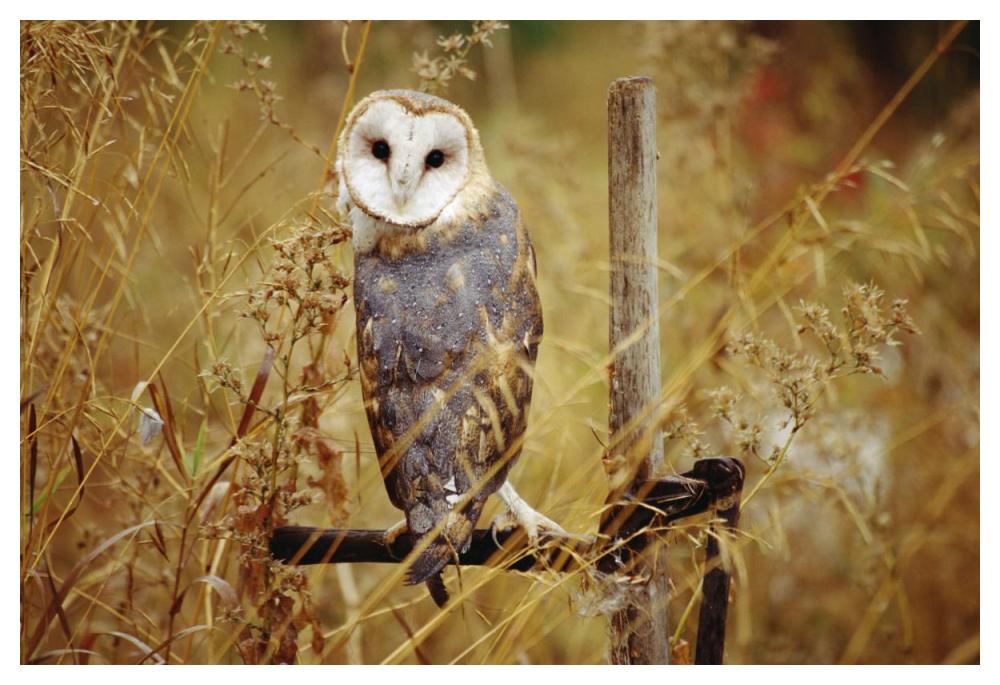 Barn Owl perching among dry grasses, British Columbia, Canada-Paper Art-50"x34"