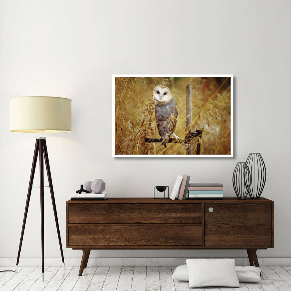 Barn Owl perching among dry grasses, British Columbia, Canada-Paper Art-50&quotx34"