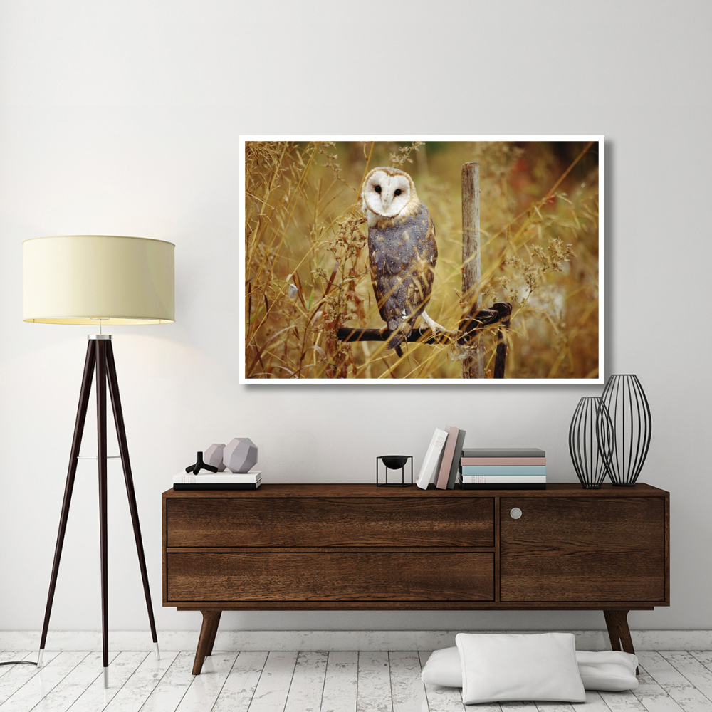 Barn Owl perching among dry grasses, British Columbia, Canada-Paper Art-62&quotx42"