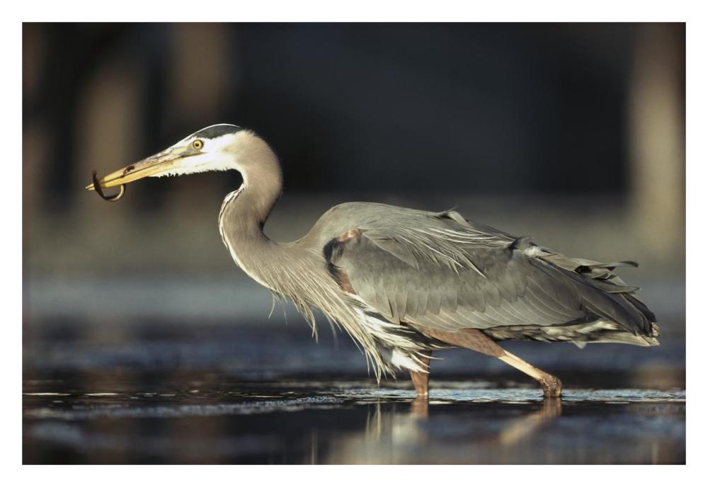 Great Blue Heron with captured fish, British Columbia, Canada-Paper Art-32"x22"