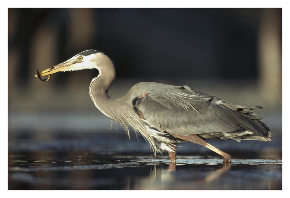 Great Blue Heron with captured fish, British Columbia, Canada-Paper Art-38"x26"