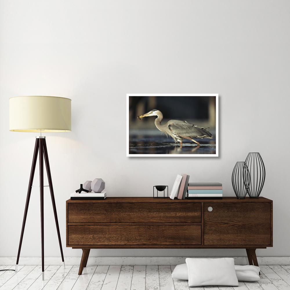 Great Blue Heron with captured fish, British Columbia, Canada-Paper Art-38&quotx26"