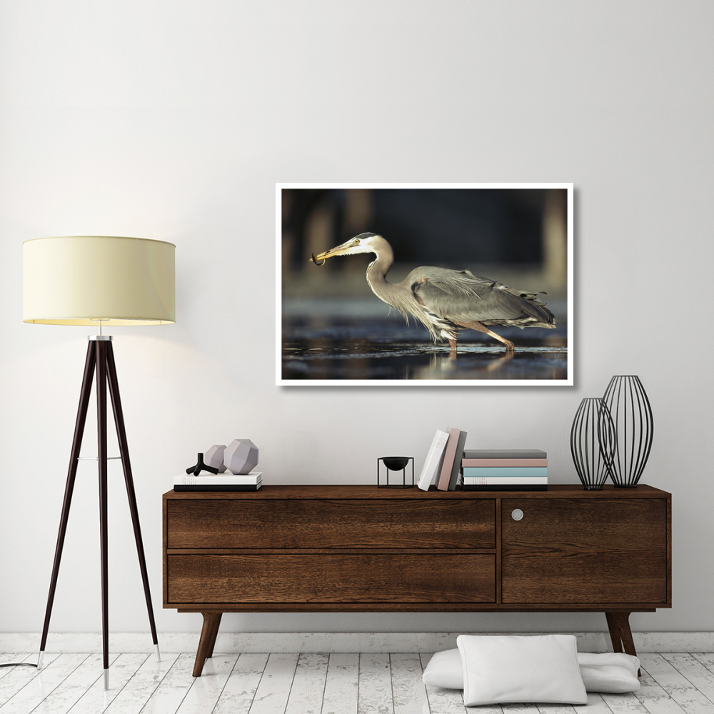Great Blue Heron with captured fish, British Columbia, Canada-Paper Art-50&quotx34"