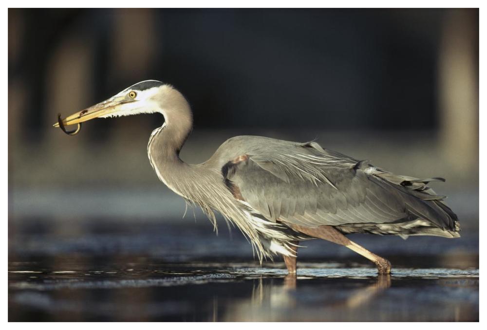 Great Blue Heron with captured fish, British Columbia, Canada-Paper Art-62"x42"
