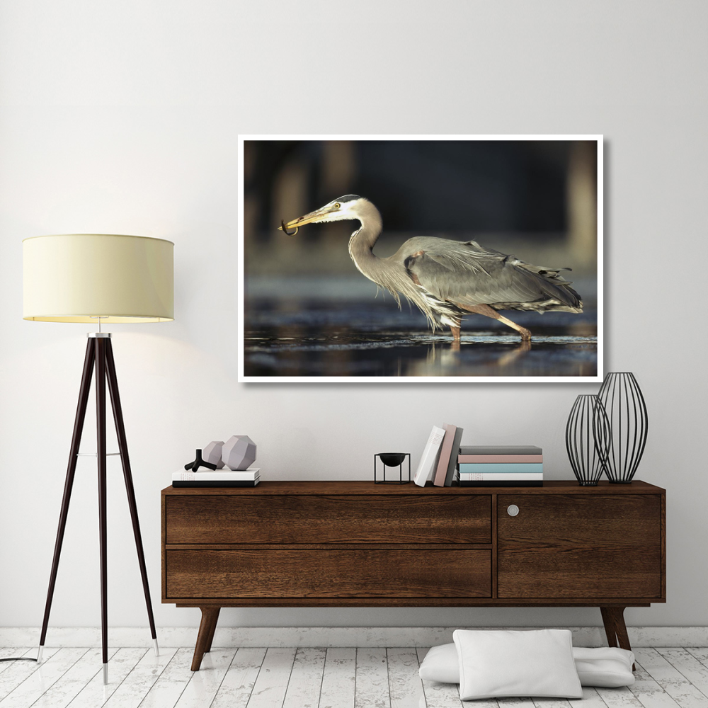 Great Blue Heron with captured fish, British Columbia, Canada-Paper Art-62&quotx42"