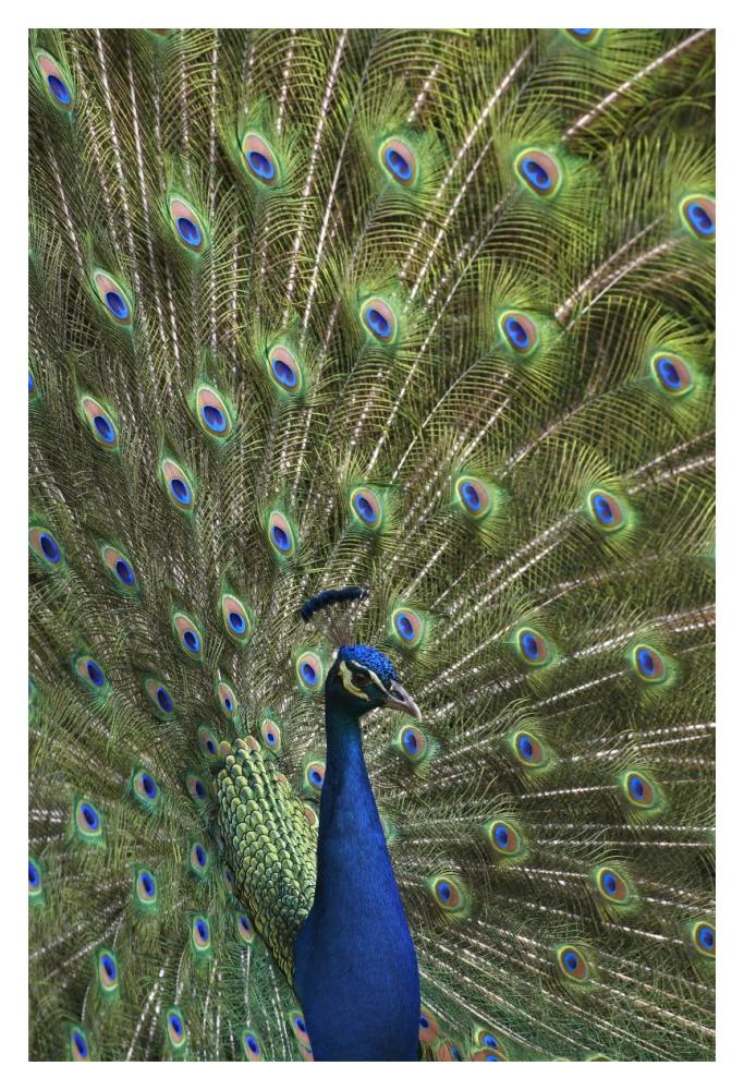 Indian Peafowl male with tail fanned out in courtship display-Paper Art-14"x20"