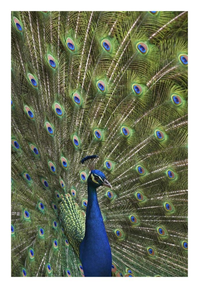 Indian Peafowl male with tail fanned out in courtship display-Paper Art-18"x26"