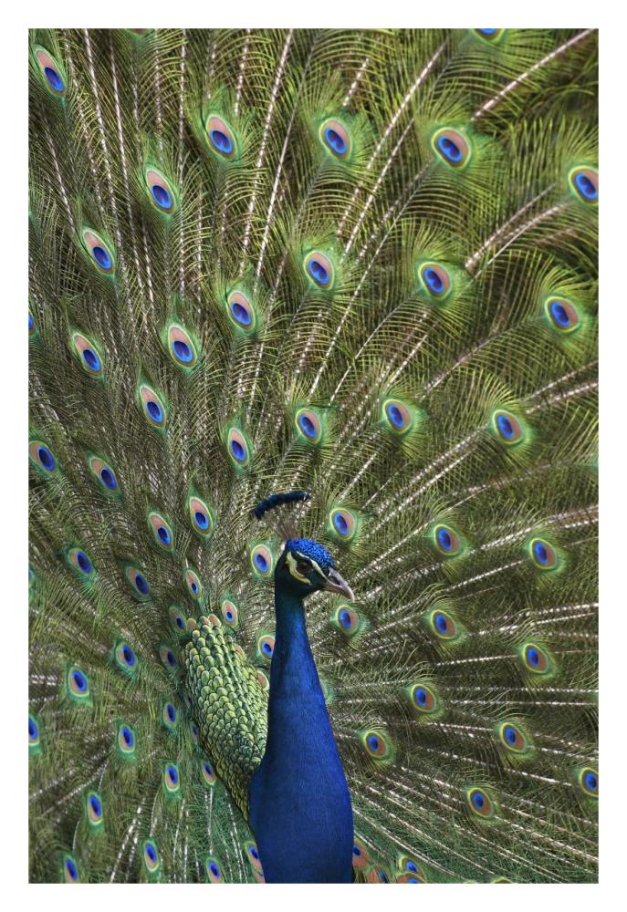 Indian Peafowl male with tail fanned out in courtship display-Paper Art-22"x32"