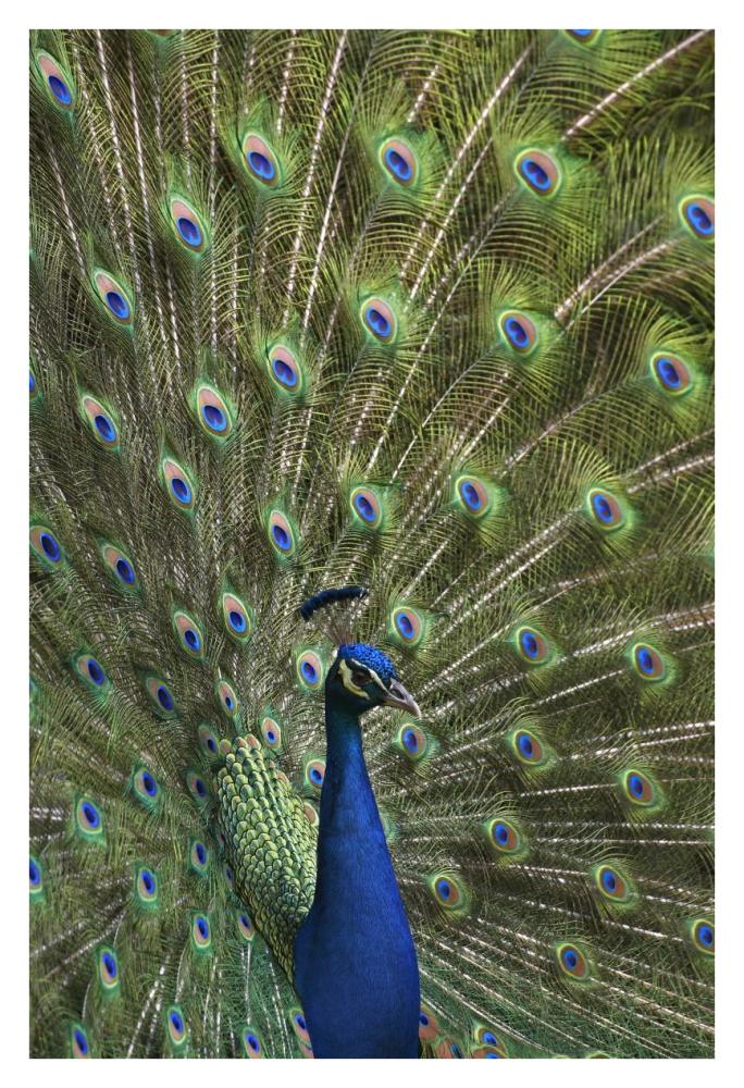 Indian Peafowl male with tail fanned out in courtship display-Paper Art-26"x38"