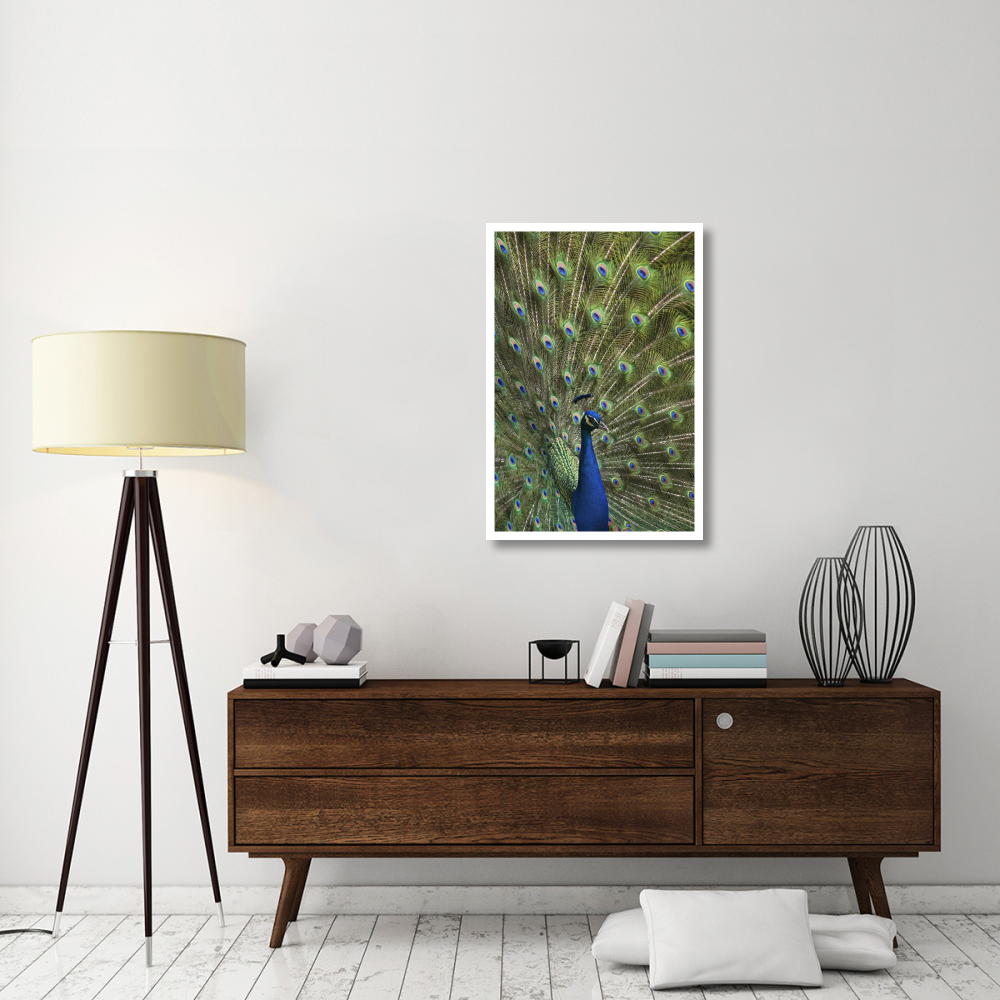Indian Peafowl male with tail fanned out in courtship display-Paper Art-26&quotx38"