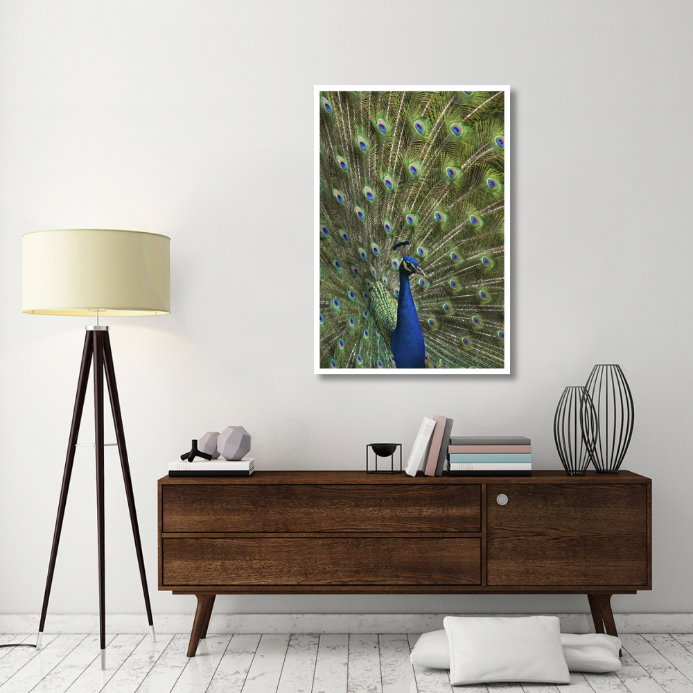 Indian Peafowl male with tail fanned out in courtship display-Paper Art-34&quotx50"