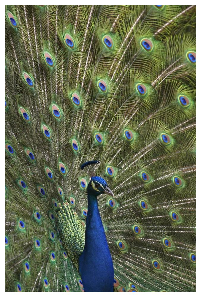 Indian Peafowl male with tail fanned out in courtship display-Paper Art-42"x62"