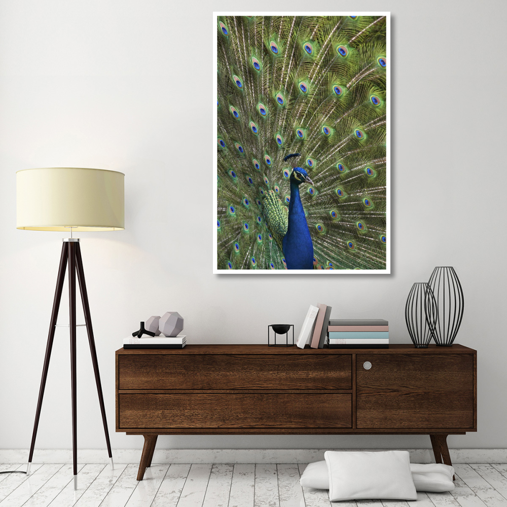 Indian Peafowl male with tail fanned out in courtship display-Paper Art-42&quotx62"