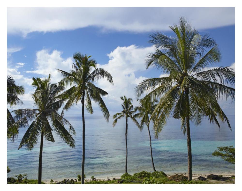Coconut Palm trees, Bikini Beach, Panglao Island, Philippines-Paper Art-18"x14"